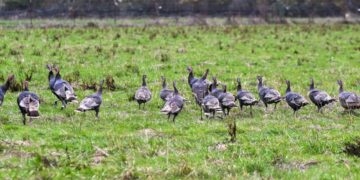 The bird flu circulating is affecting birds and cattle, and even cats and dogs : Shots