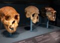 Neanderthals and humans mated for thousands of years : NPR