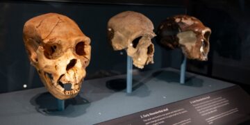 Neanderthals and humans mated for thousands of years : NPR