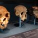 Neanderthals and humans mated for thousands of years : NPR