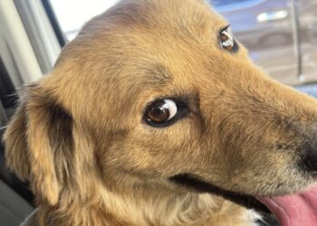 The life and work of Seuk Kim, pilot and animal rescuer : NPR