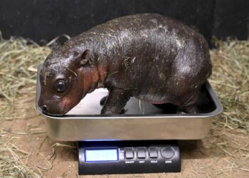 A pygmy hippo was born at a Virginia zoo, and you can help name it : NPR