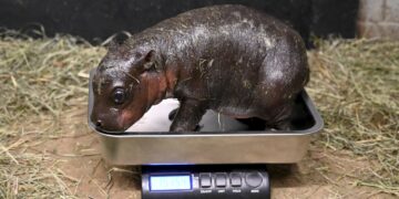 A pygmy hippo was born at a Virginia zoo, and you can help name it : NPR