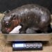 A pygmy hippo was born at a Virginia zoo, and you can help name it : NPR