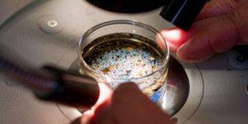Are microplastics harmful to our health? Scientists are trying to find out : Shots