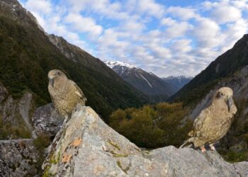 How many species could go extinct from climate change? It depends on how hot it gets. : NPR