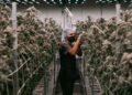 Inside the $32 Billion Industry Transforming Marijuana
