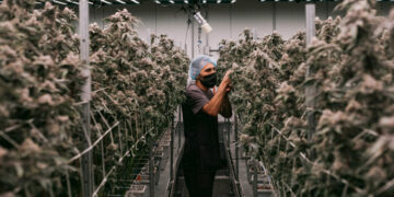 Inside the $32 Billion Industry Transforming Marijuana