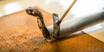 In Africa, Danger Slithers Through Homes and Fields