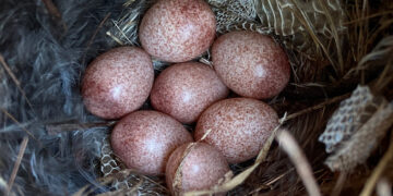 Snakeskin Isn’t Just a Fashion Statement for Birds