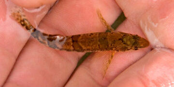 This Tiny Fish’s Mistaken Identity Halted a Dam’s Construction
