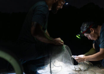 Panama Canal’s Expansion Opened Routes for Fish to Relocate