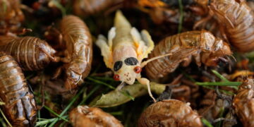 Hordes of cicadas are emerging simultaneously in America