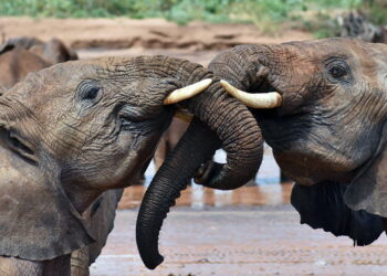 Like people, elephants call each other by name