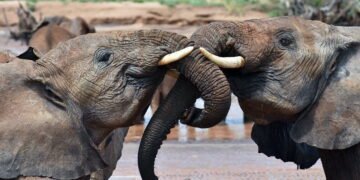 Like people, elephants call each other by name