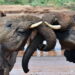 Like people, elephants call each other by name