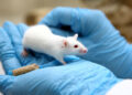 Only 5% of therapies tested on animals are approved for human use