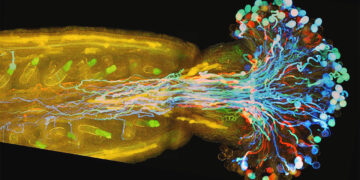A flower’s female sex organs can speed up fertilisation