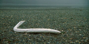 How the last mammoths went extinct