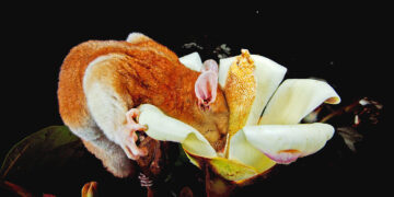 The world’s most studied rainforest is still yielding new insights