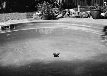 Genetic engineering could help rid Australia of toxic cane toads