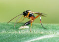 Wasps stole genes from viruses