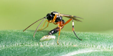 Wasps stole genes from viruses