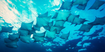 Scientists Finally Make Heads of Giant Stingray Tails