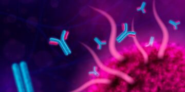 Understanding Antibody Structure: A Comprehensive Guide for Beginners