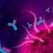 Understanding Antibody Structure: A Comprehensive Guide for Beginners