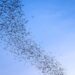 Storm Surfers of the Sky: How Bats Harness Winds to Power Migration