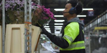 Dutch cut flower industry in hot water over pesticides