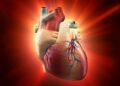 Can a Broken Heart Heal Itself? Science Unveils the Answer