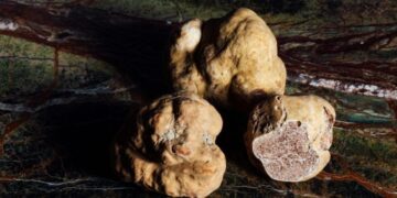 Scientists Discover Two “Very Exciting” New Species of Truffles