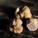 Scientists Discover Two “Very Exciting” New Species of Truffles