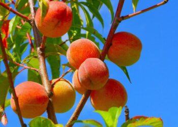 Indigenous Ingenuity: The Hidden Story Behind America’s Peaches