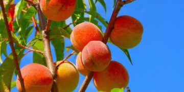 Indigenous Ingenuity: The Hidden Story Behind America’s Peaches