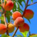 Indigenous Ingenuity: The Hidden Story Behind America’s Peaches