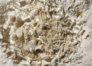 66 million-year-old vomit fossil discovered in Denmark | World News