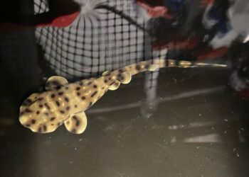 Shark born from tank without males at Shreveport Aquarium : NPR