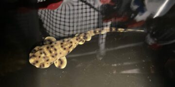 Shark born from tank without males at Shreveport Aquarium : NPR