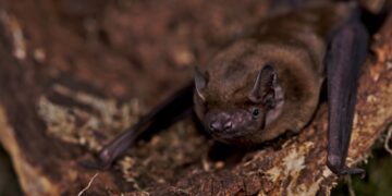 Migrating bats surf storm winds to speed up their journeys : NPR