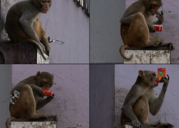 Goats and Soda : NPR