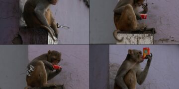 Goats and Soda : NPR