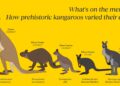 Kangaroo species went extinct in the Pleistocene. Research hops in with a possible explanation. : NPR
