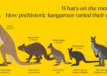 Kangaroo species went extinct in the Pleistocene. Research hops in with a possible explanation. : NPR