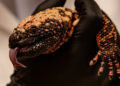 On a Mission to Heal Gila Monsters