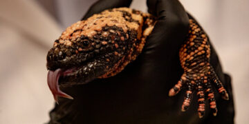 On a Mission to Heal Gila Monsters
