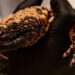 On a Mission to Heal Gila Monsters