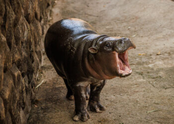 Moo Deng, the Toddler Hippopotamus, Still Has Star Power